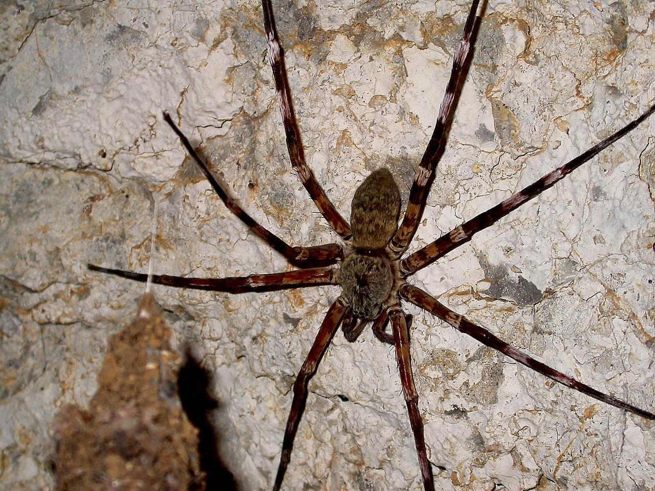 Viridasius fasciatus